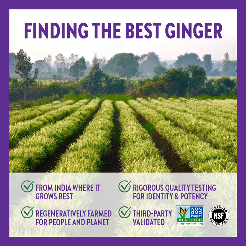 FINDING THE BEST GINGER