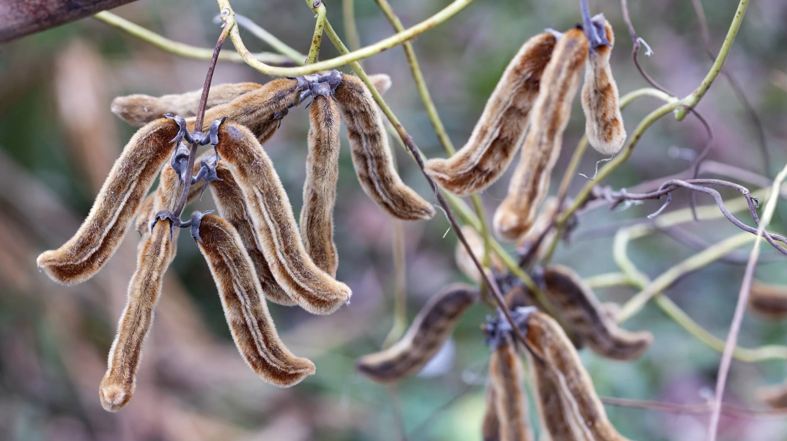 Mucuna