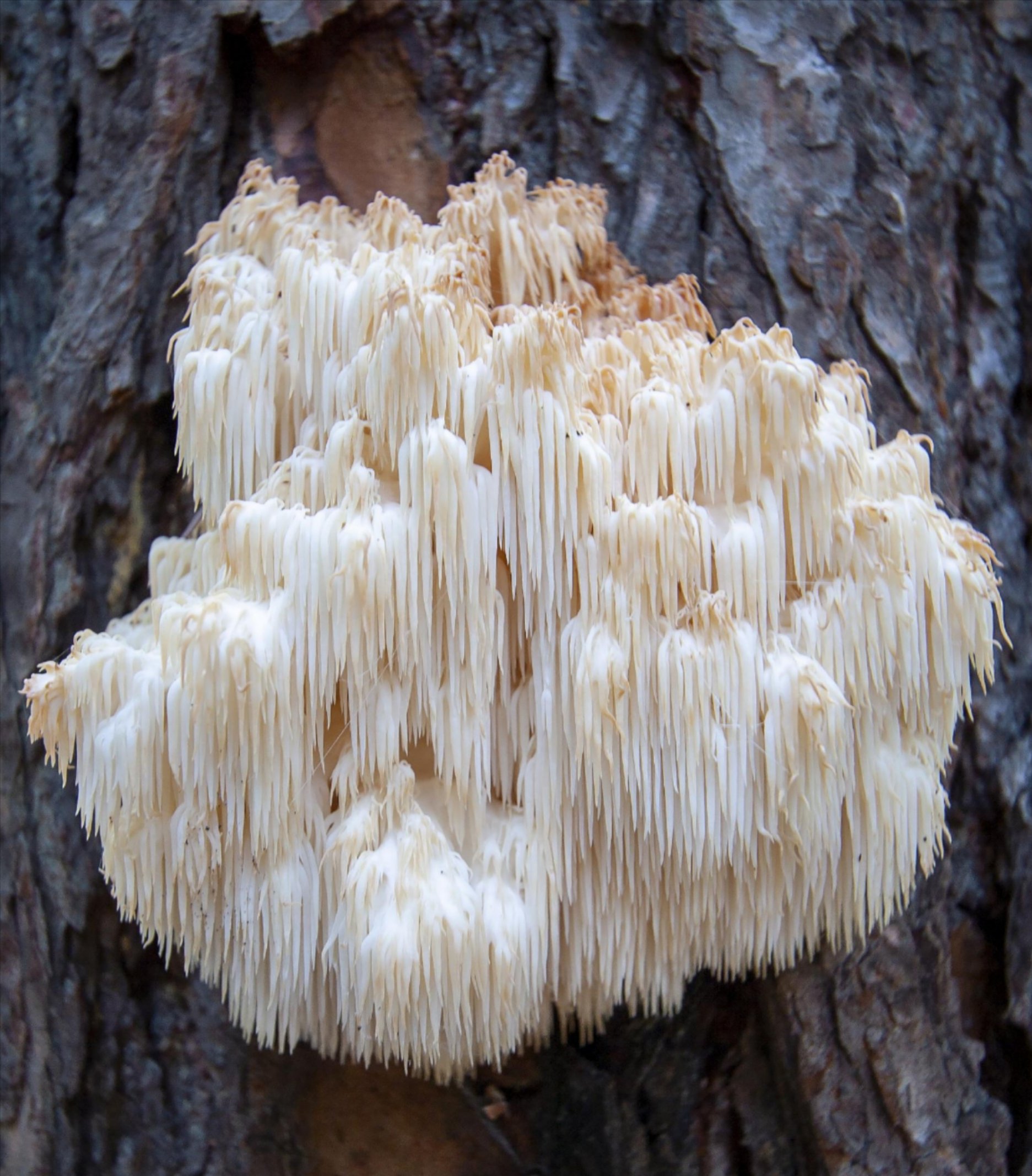 Lion's Mane Mushroom